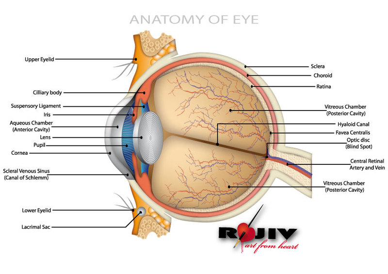 Anatomy of Eye