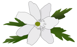 Anemone Nemorosa