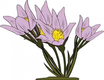 Anemone Patens clip art