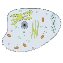 Animal Cell