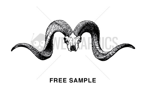 Animal Skull Vector