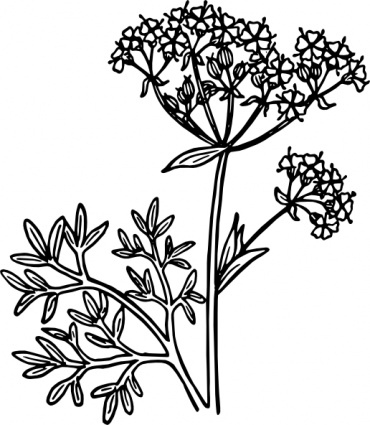 Anise clip art