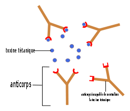 Anticorps Antigene