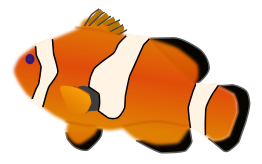 Aquarium fish - Amphiprion percula