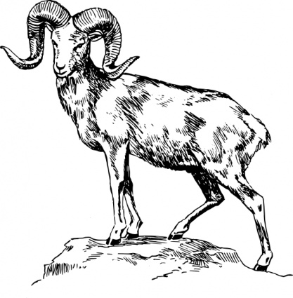 Argali clip art