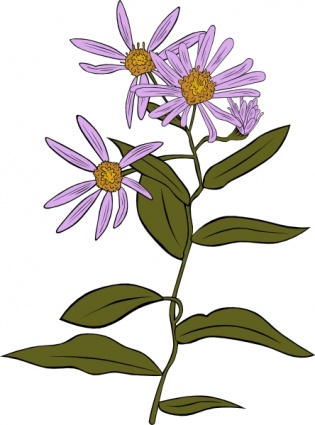 Aster Conspicuus clip art