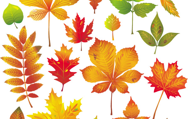 Autumn Leaves Vector 1