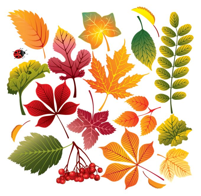 Autumn Vector Leaves