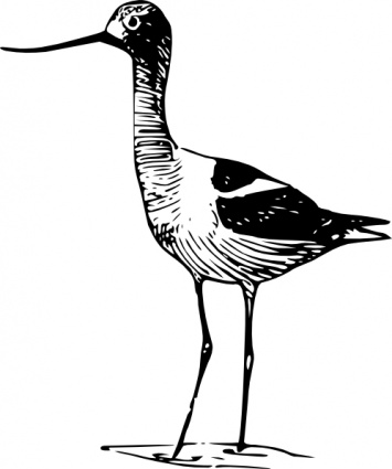 Avocet clip art