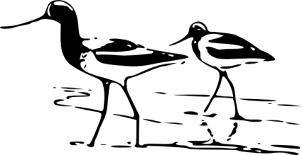 Avocet clip art