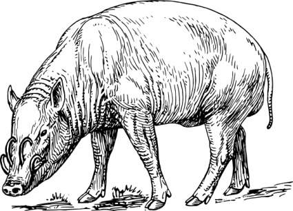 Babirusa clip art