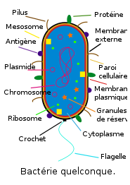 Bactérie - Bacteria