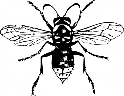 Bald Faced Hornet clip art