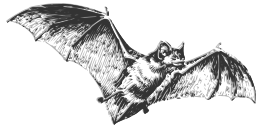 Bat