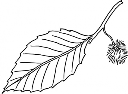 Beech Leaf Outline clip art