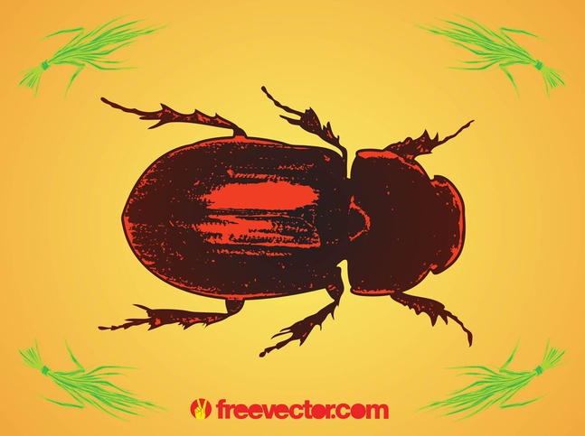 Beetle