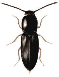 Beetle (cardiophorus)