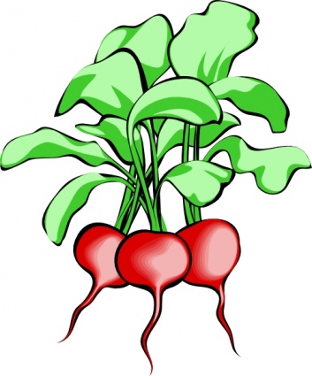 Beets clip art