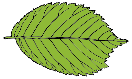 Bi Serrate Leaf