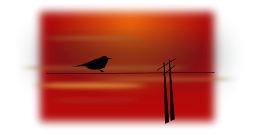 Bird On Wire