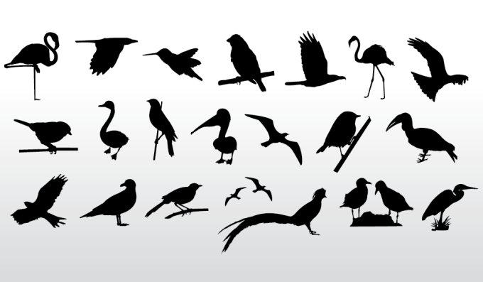 Bird Vector