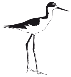 Black-necked Stilt