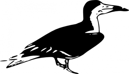 Black Skimmer clip art