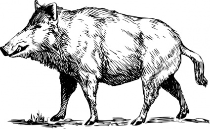 Boar clip art