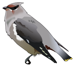 Bohemian waxwing