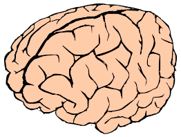 Brain