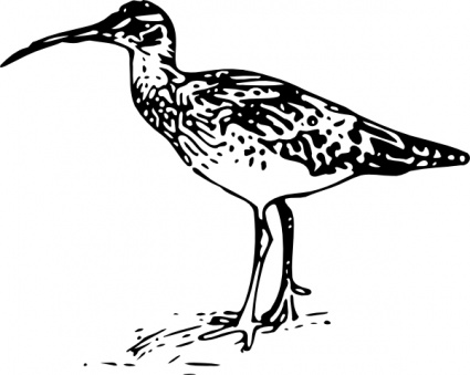 Bristle Thighed Curlew clip art