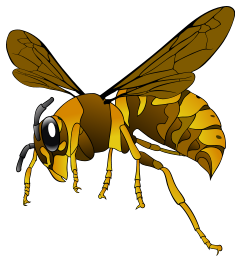 Brown-Yellow Hornet