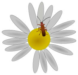 Bug on A Flower