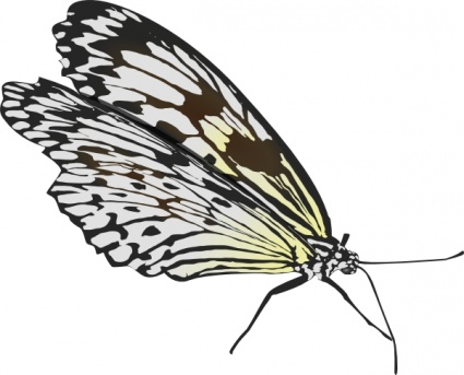 Butterfly clip art