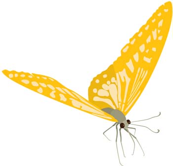 Butterfly Vector 25