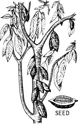 Cacao clip art