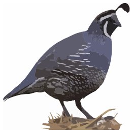 California Quail