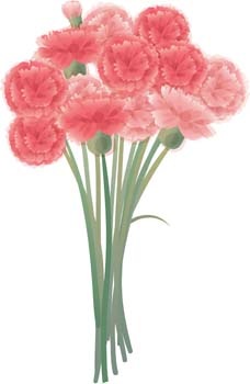 Carnation Flower Gvozdika 7