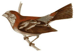 Carpodacus_trifasciatus