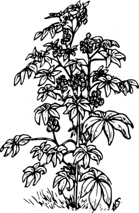 Castor Bean clip art