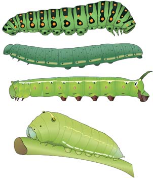 Caterpillar 4