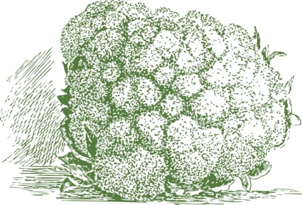 Cauliflower Plant clip art