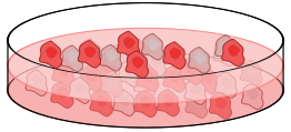 Cell culture