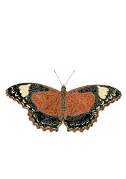 Cethosia cydippe