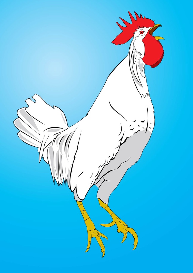 Chicken Vector