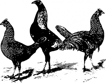 Chickens clip art