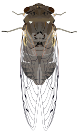 Cicada