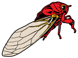 Cicada