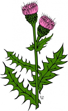 Cirsium Arvense clip art