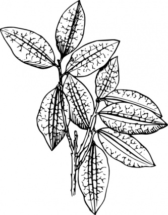 Coca Plant clip art